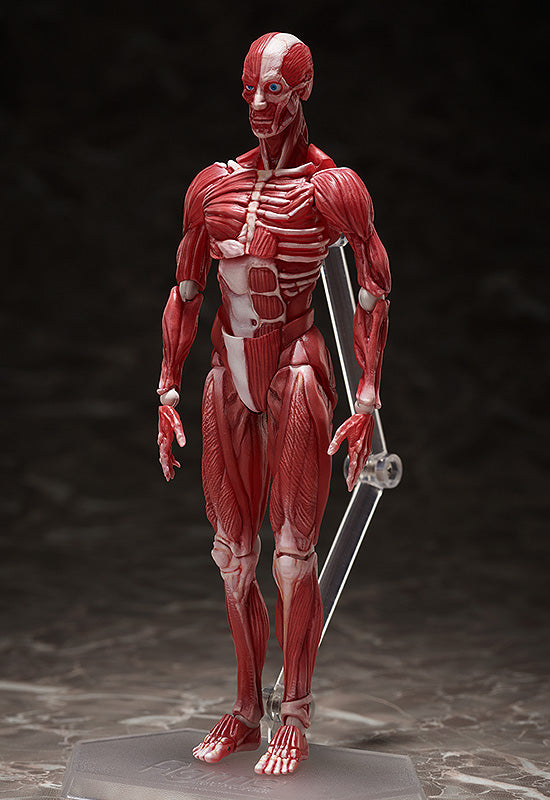 figma Human Anatomical Model