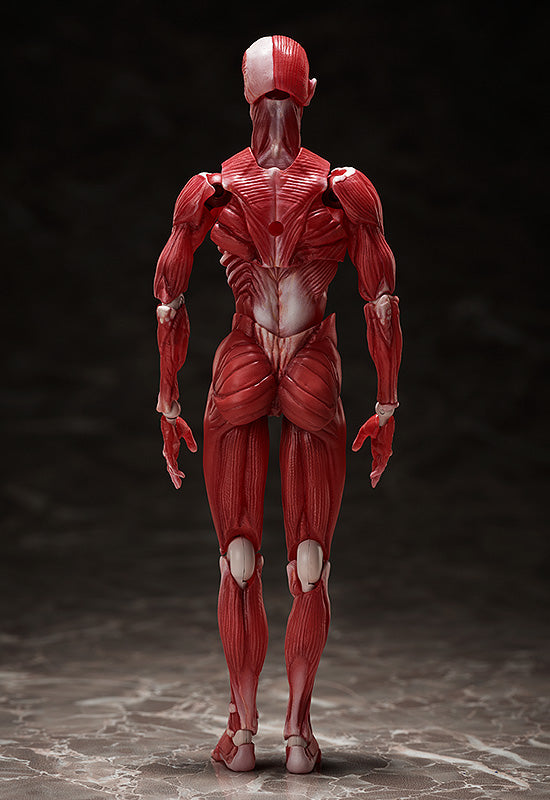 figma Human Anatomical Model