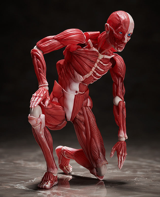 figma Human Anatomical Model