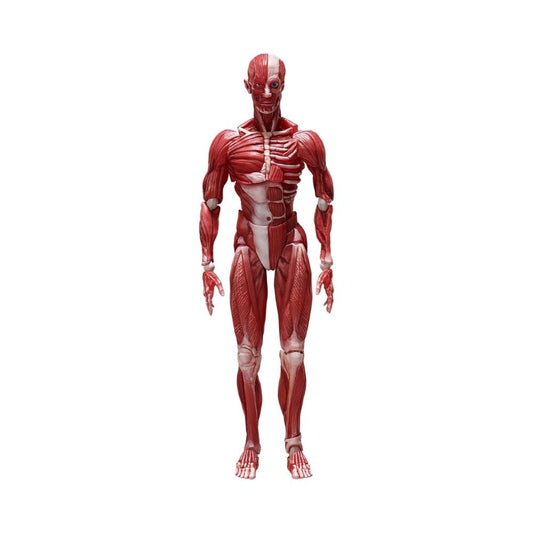 figma Human Anatomical Model